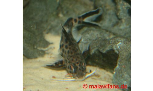 Synodontis grandiops